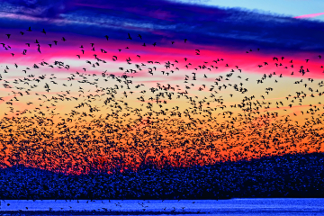 North West Bird Watching Festival returns